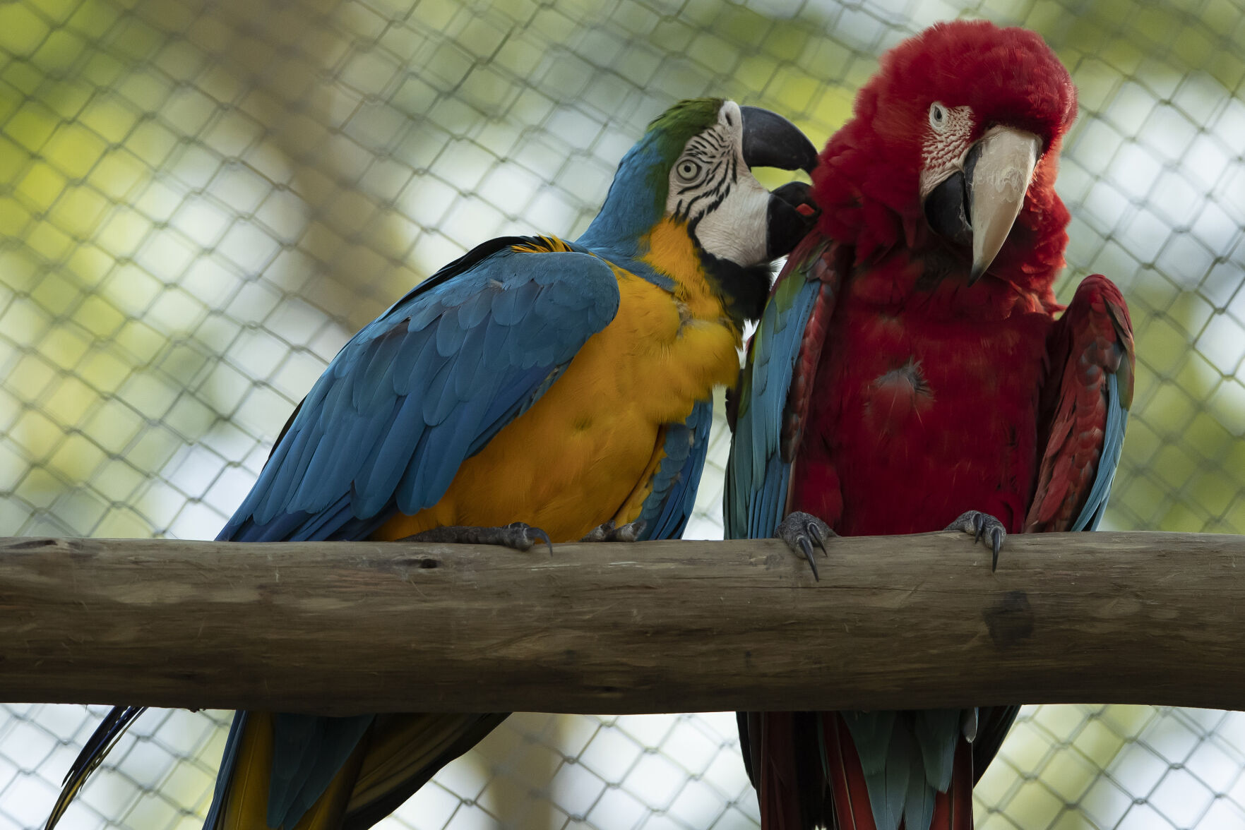 Brazil Rio Macaw Love